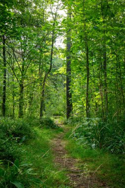 Güneşli orman yolu yemyeşil ağaçlar ve bitkilerle çevrili.
