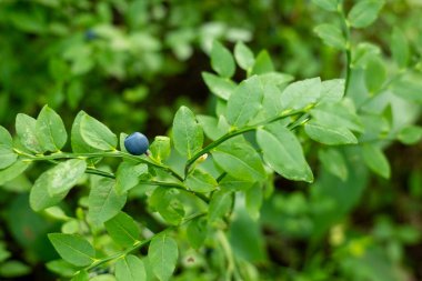 Yaban mersini çalısı Tek Olgun Böğürtlenli Yakın plan