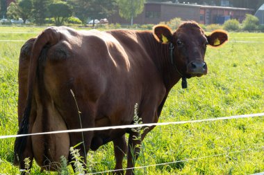 Kahverengi Süt İneği Sunny Green Field 'da otluyor