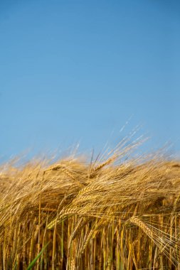 Açık Mavi Gök Altında Altın Buğday Sahası Gün Işığında