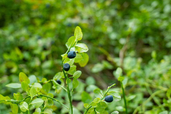 Wild Blueberry Bushes Growing in a Natural Forest Setting