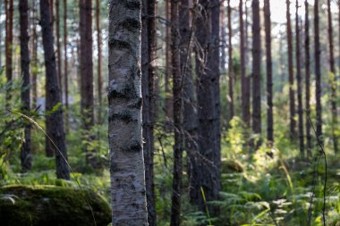 Güneş ışığı, sakin bir çam ve huş ağaçlarının arasından süzülüyor.