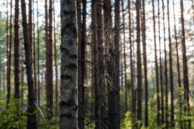 Güneş ışığı sık ormandaki uzun çam ağaçlarının arasından süzülür.