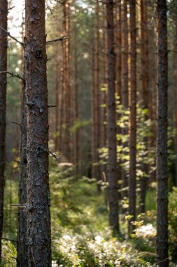 Sunlit Ormanındaki Uzun Çam Ağaçları