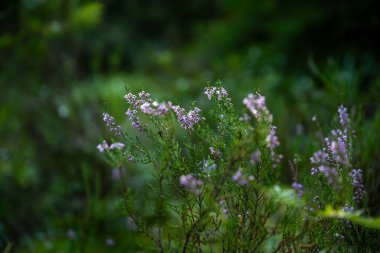 Narin mor kenevir çiçekleri yemyeşil bir ormanda çiçek açar.