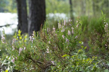 Yaz Heather Lakeside Ormanı Zemininde Çiçek açıyor