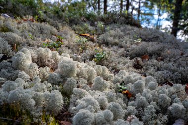 Orman zemininde Ren Geyiği Lichen Doğa Sahnesi