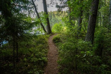 Bir Göle Giden Huzurlu Orman Yolu