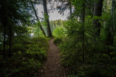 Parlak bir açıklığa açılan bir sarmal orman yolu.