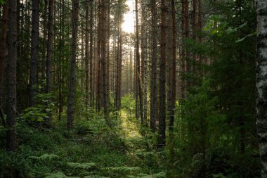 Yoğun bir orman tepe örtüsünde Güneş Işığı Filtrelemesi