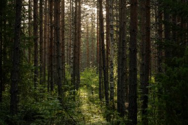 Yoğun bir çam ormanının içinden süzülen güneş ışığı