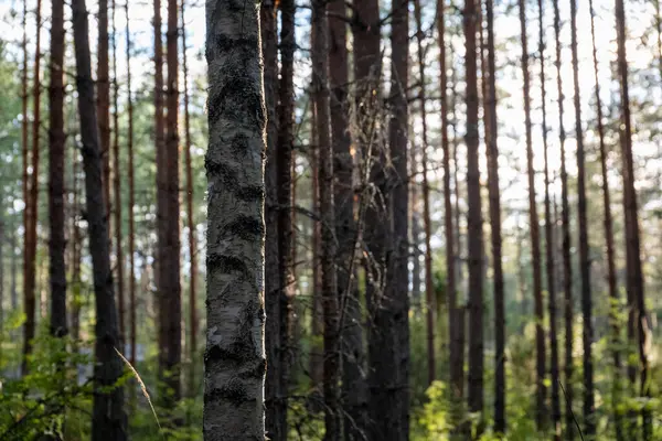 Güneş ışığı sık ormandaki uzun çam ağaçlarının arasından süzülür.