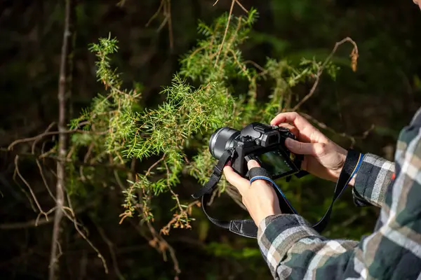 Fotoğrafçı Yeşil Orman Bitki Yaşamının Detaylarını Yakalıyor
