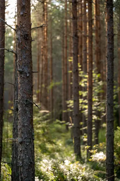 Sunlit Ormanındaki Uzun Çam Ağaçları