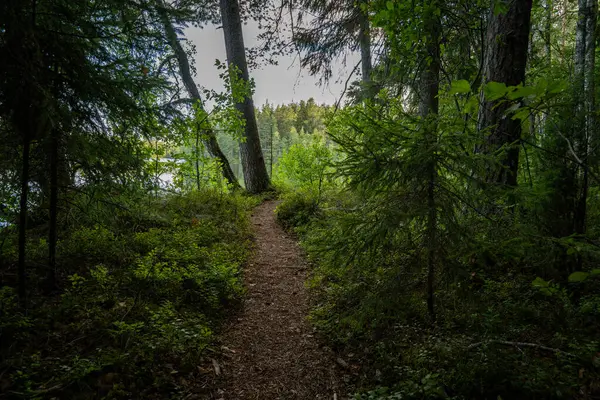 Parlak bir açıklığa açılan bir sarmal orman yolu.