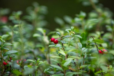 Yaban mersini yemyeşil ormanlarda yetişiyor.