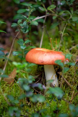Sonbahar orman mantarı yosunlu çalılıklarda yetişir.