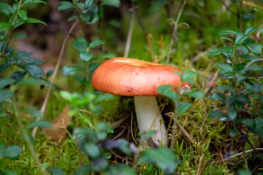 Yeşil Yapraklar Arasında Tek Portakal Mantarı Büyür