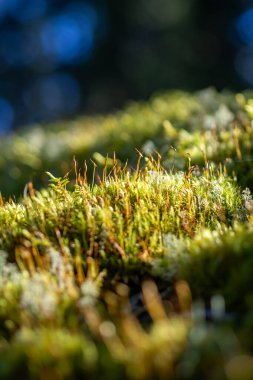Ağaç gövdesinde yetişen yemyeşil yosunlara yakın.