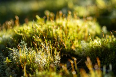 İnce tohumlu Yeşil Yosun Toprakları