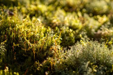 Yosun Lichen ve Bitkilerle Kaplanmış Güneş Işığı Orman Zemini