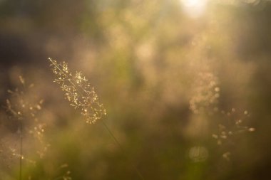 Narin Çayır Çimlerine Altın Saat Işığı
