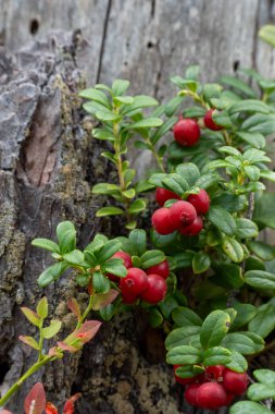 Orman Çilekleri Eski Bir Ağaçta Büyür