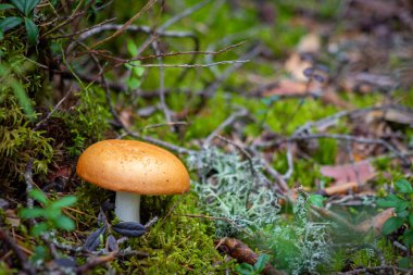 Etrafı Moss ve Lichen ile çevrili Orman Mantarı