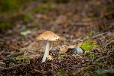 Orman zemininde büyüyen tek bir mantar.