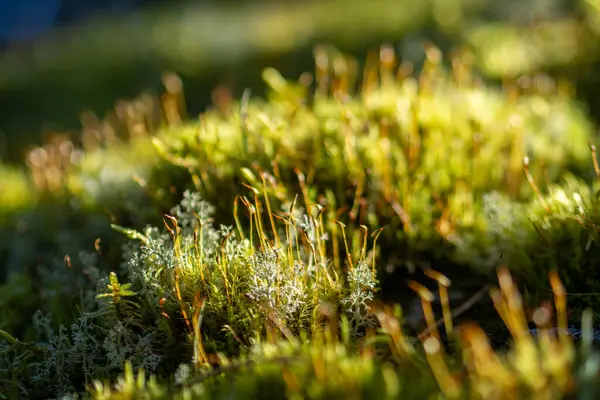 Güneş Işığı Yosun Ormanı Zemininde Hassas Spor Sapıkları