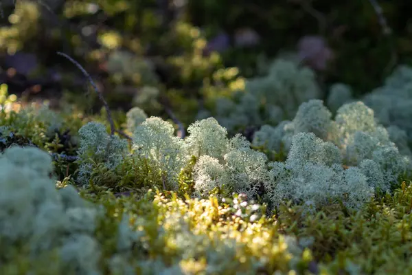 Ren geyiği Lichen ve Yosun Toprakları 'nda güneş ışığı
