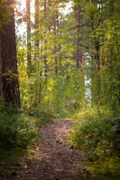 Güneş ışığı orman ağaçlarının arasından bir yola süzülüyor.