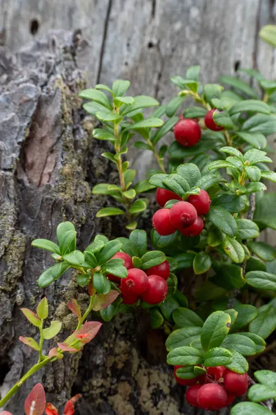 Orman Çilekleri Eski Bir Ağaçta Büyür