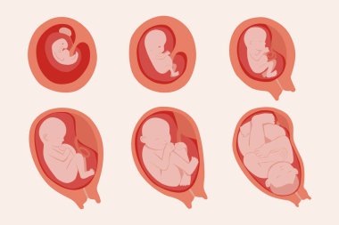 Fetal gelişim anları vektör resmi koleksiyonu