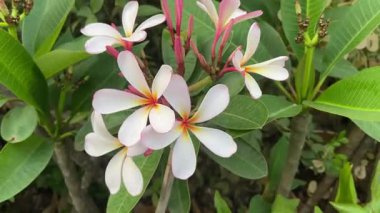 Beyaz Plumeria Çiçekleri Huzurlu Bahçede Çiçek Açıyor