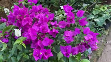 Canlı Mor Bougainvillea Bahçede Çiçek açıyor - Tropikal Çiçek