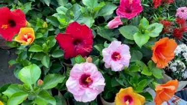 4K Vibrant Hibiscus Çiçekleri Bahçede Çocuk Bakım Odasında Renkli Tropikal Çiçekler