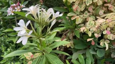 Lush Garden 'da Beyaz Plumeria Çiçekleri - Tropikal Çiçek Açma