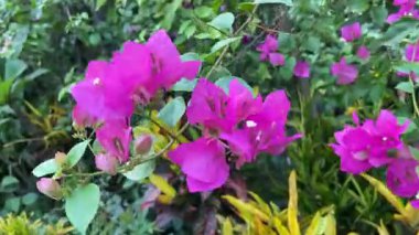 Magenta Bougainvillea Bahçede Açan Çiçekler