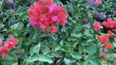 Lush Garden 'da canlı kırmızı Bougainvillea