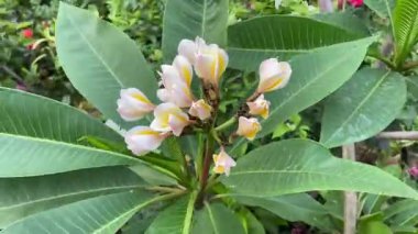 Yeşil Yapraklı Yumuşak Sarı Plumeria Çiçekleri Sallanıyor, Tropikal Bahçe Sahnesi