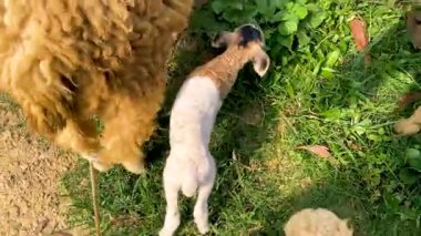 Yumuşak Kuzu Yakınlaştırma Kırsal Koyun Çiftliği Anı