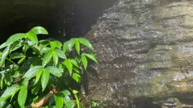 Wrightia Religiosa Ağacı Şelalenin yanında Huzurlu Doğa Sahnesi