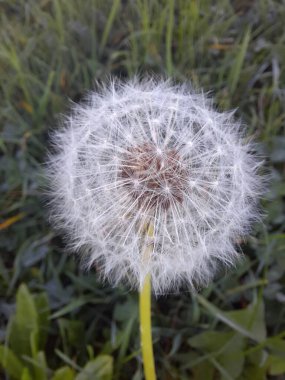 çim Karahindiba çiçeği