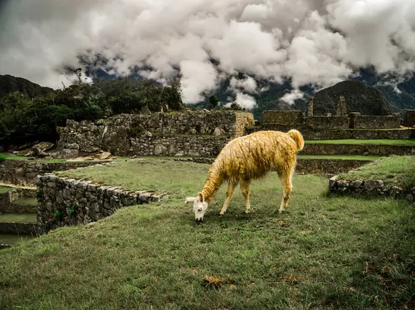 Peru 'nun kutsal dağ manzarası