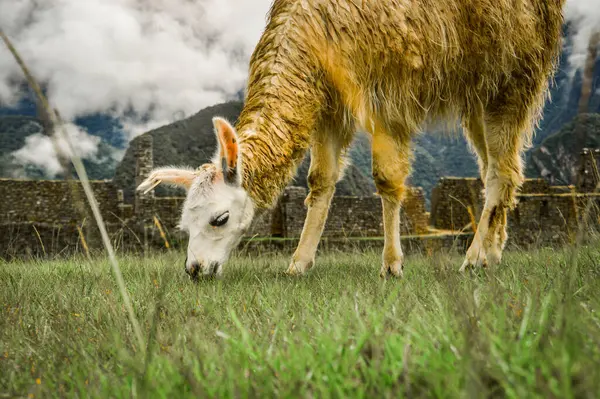 Beyaz arkaplanı olan bir eşeğin yakın plan fotoğrafı.