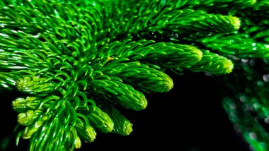 Yeşil Norfolk Adası çamı, Ormanda Araucaria Heterofilla yaprağı