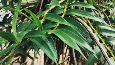 Güzel botanik çekimi, ağaçtaki yeşil yapraklar, doğal duvar kâğıdı.