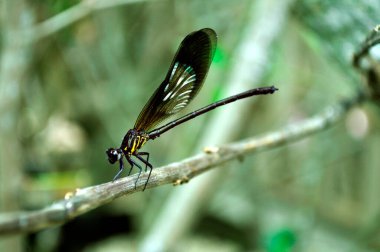 Bir yusufçuk Demoiselle (Calopteryx virgo) bulanık arka planı olan bir dalda