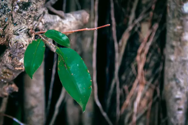 Genç Banyan Ağacı 'nın (Ficus Hughina) yaprakları veya pohon beringin' in